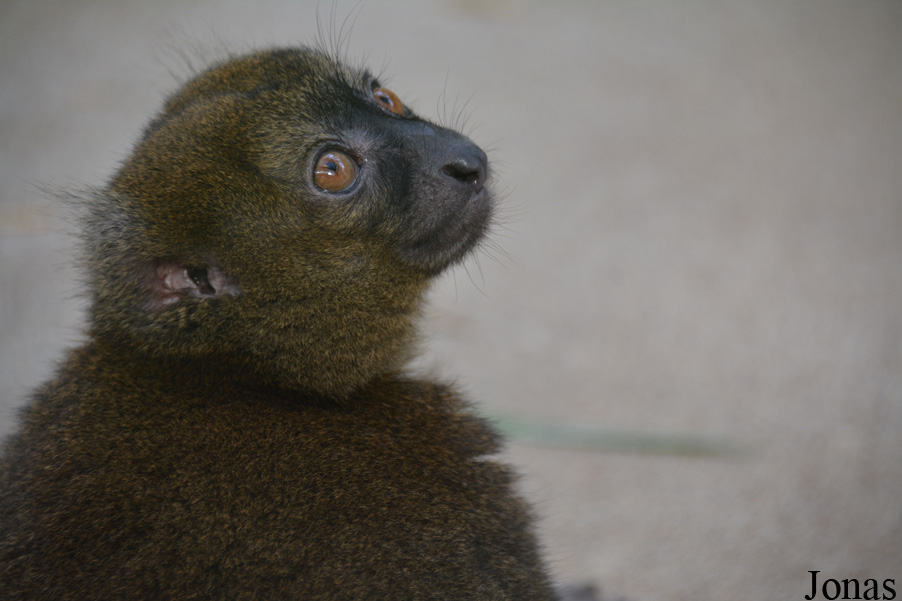 Prolemur simus